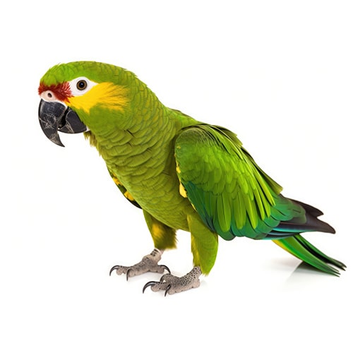 Información sobre el loro