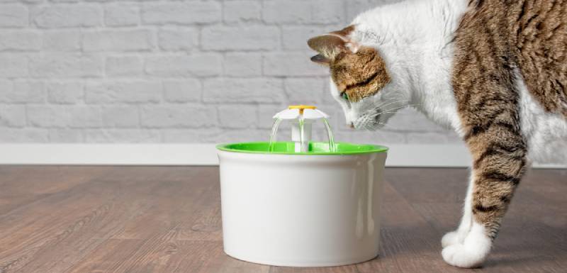 cuanto agua debe beber un gato al dia