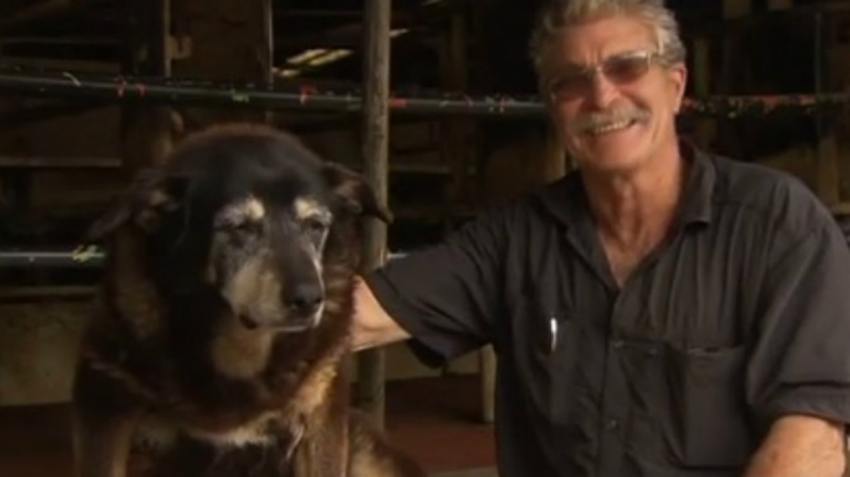 El perro más viejo del mundo