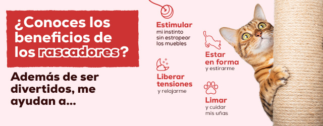 beneficios de los rascadores