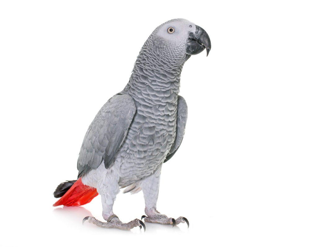 loro gris africano o yaco de cola roja