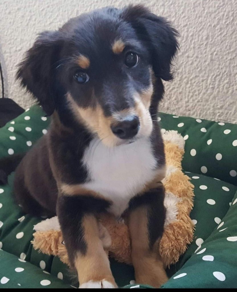 Margarita adoptada