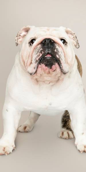 bulldog ingles fotos