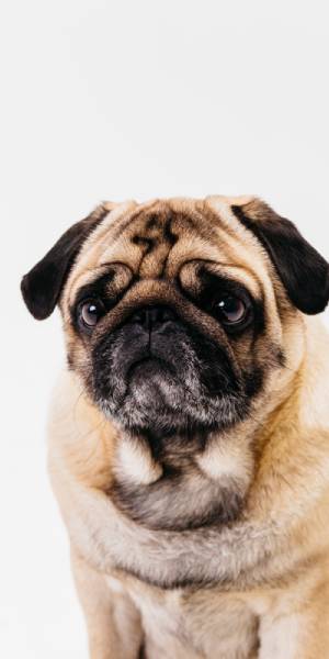 fotos pug
