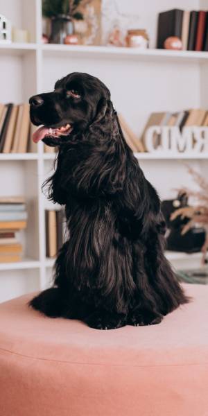 cocker spaniel ingles foto