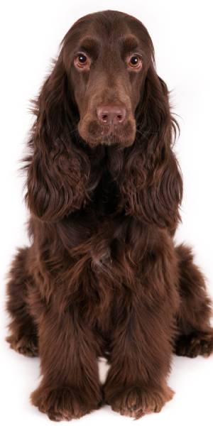 cocker spaniel ingles