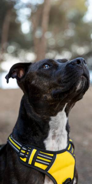 pitbull fotos 2