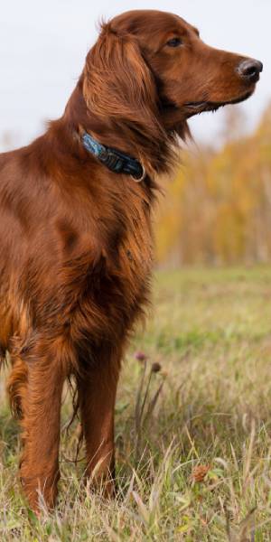 setter irlandes fotos