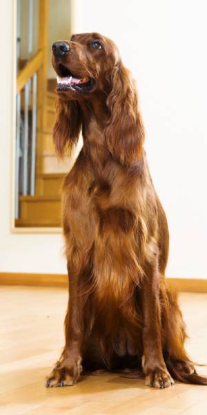 fotos de setter irlandes