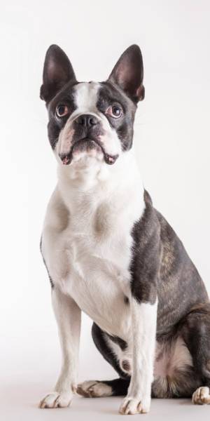 boston terrier fotos perro