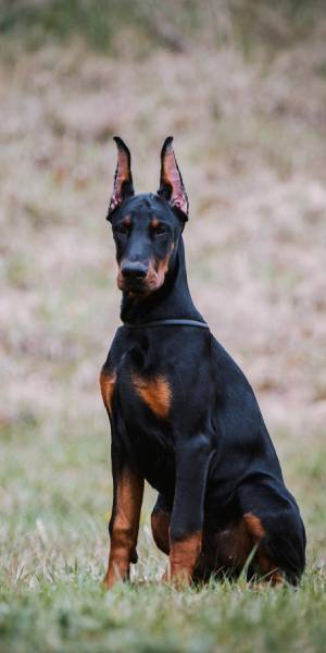 fotos de doberman