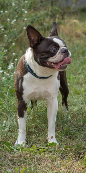 fotos de la raza boston terrier