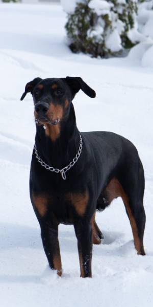 doberman fotos