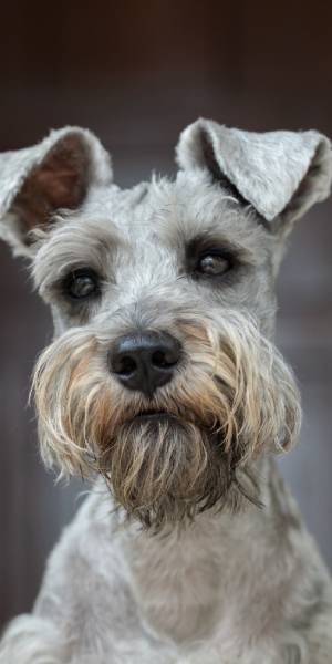 Schnauzer miniatura fotos