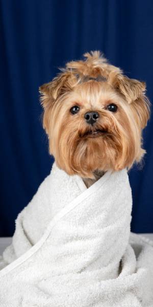 yorkshire terrier fotos 1