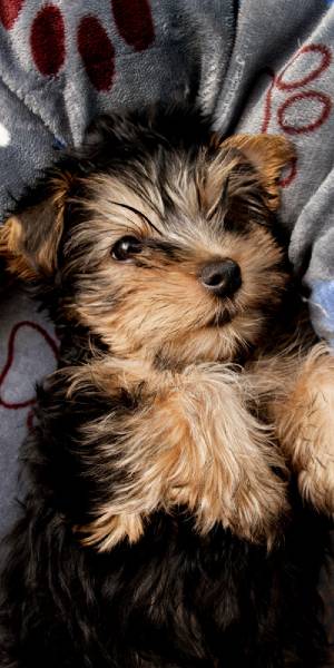 yorkshire terrier foto cachorro
