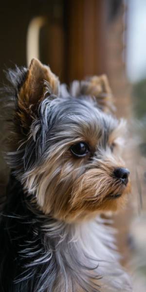 yorkshire terrier fotos