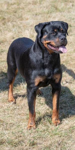 fotos de rottweiler