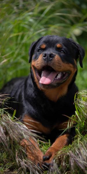 rottweiler fotos