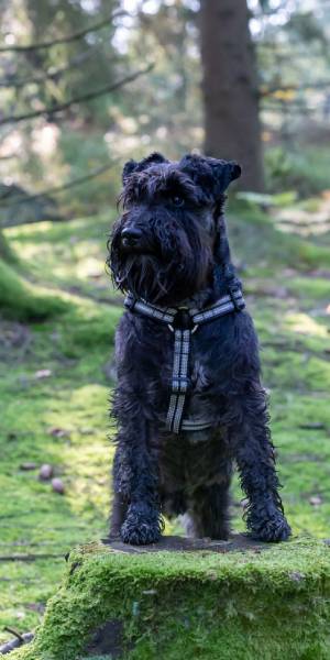 foto de Schnauzer miniatura