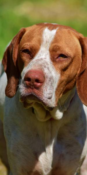 Pointer ingles foto