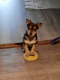 Adopcion de cachorro Tyrion en Kiwoko Badajoz