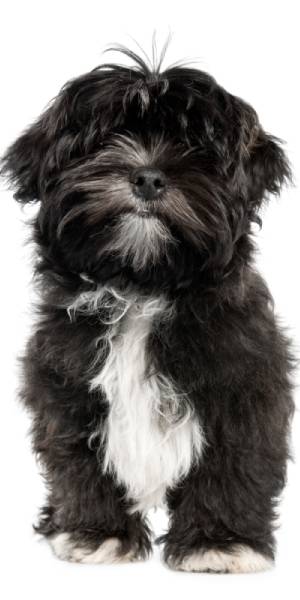 fotos de lhasa apso cachorro