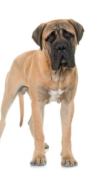 bullmastiff