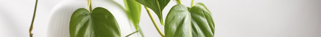 Filodendro planta toxica para perros