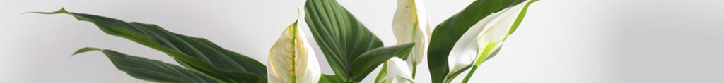 lirio de la paz plantas toxicas para perros