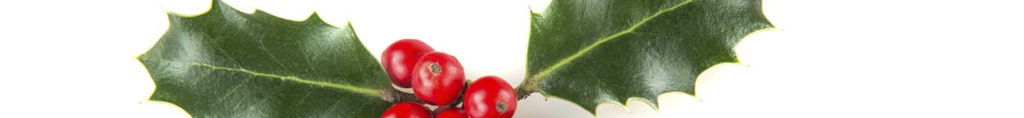 acebo planta toxica para perros