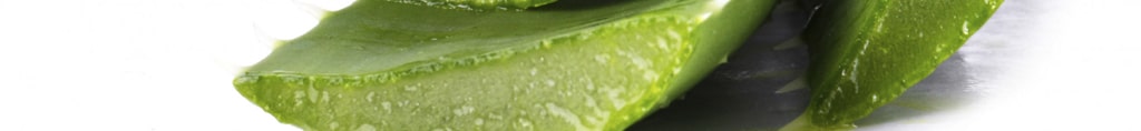 aloe vera planta toxica para perros