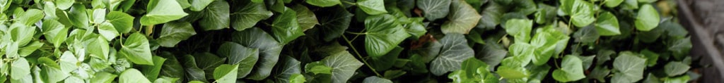 hiedra planta toxica para perros