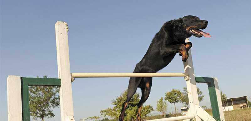 Perro haciendo agility