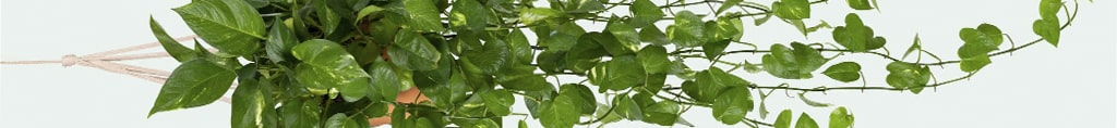 Poto planta toxica para perros
