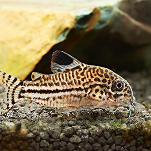 peces corydorias