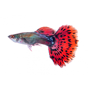 guppy