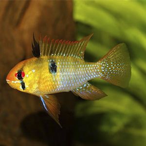 pez ramirezi peces para acuarios pequeños