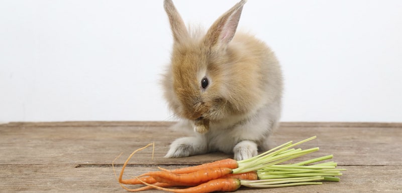 Alimentacion conejos