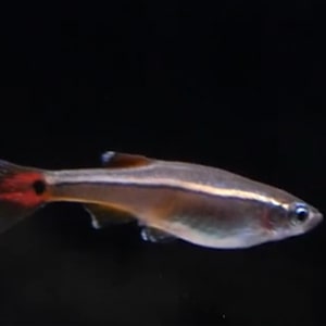 neones chinos peces para acuarios pequeños