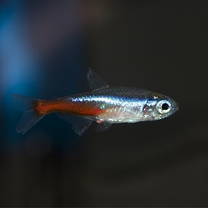 tetra neon peces para acuarios pequeños