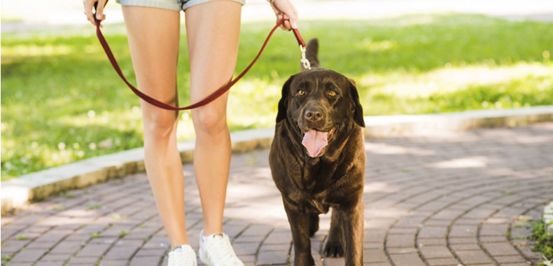 correas para perros tipos