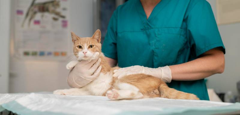 cuanto cuesta castrar a un gato en madrid