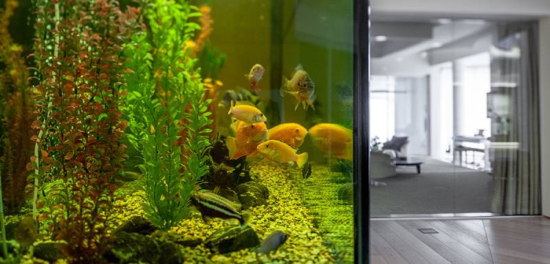 alimentacion para peces
