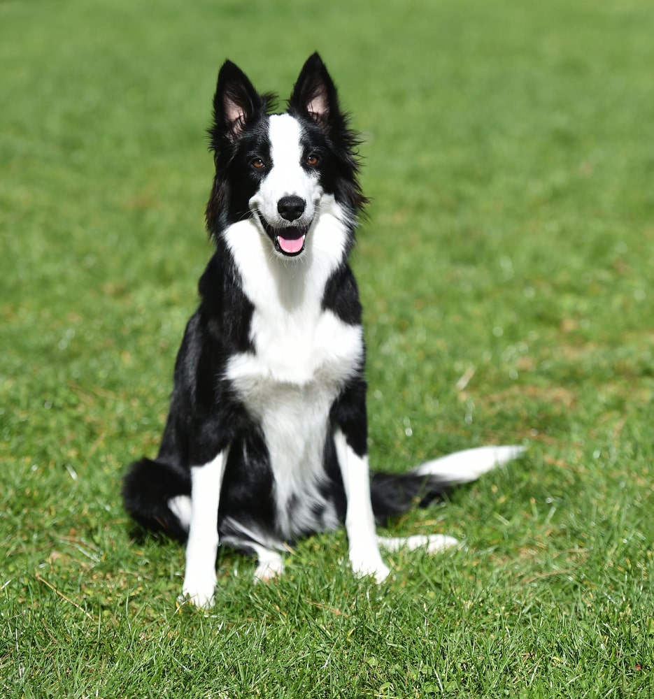 Border collie fotos 1