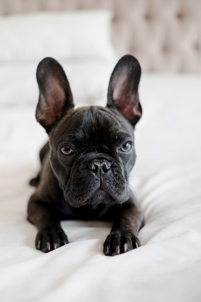 bulldog frances 1