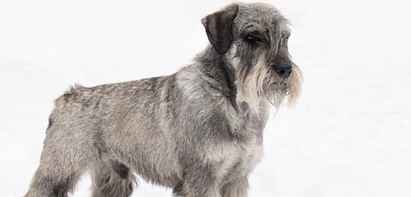 schnauzer perro de pelo duro