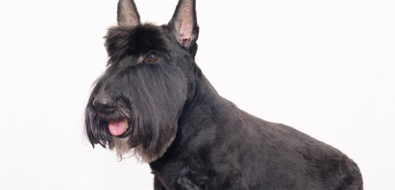 Scottish Terrier perro de pelo duro