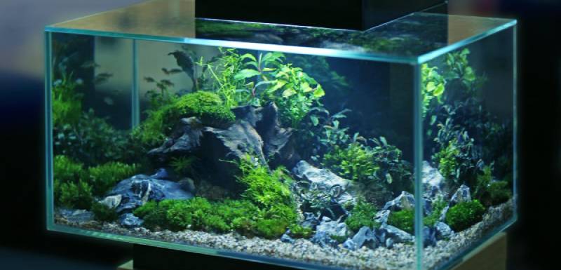 limpiar filtro acuario