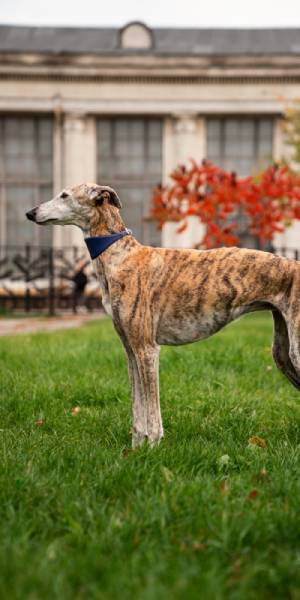 galgo español fotos 1